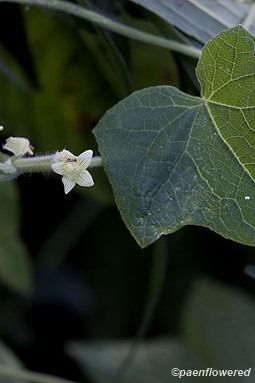 Flower and leaf